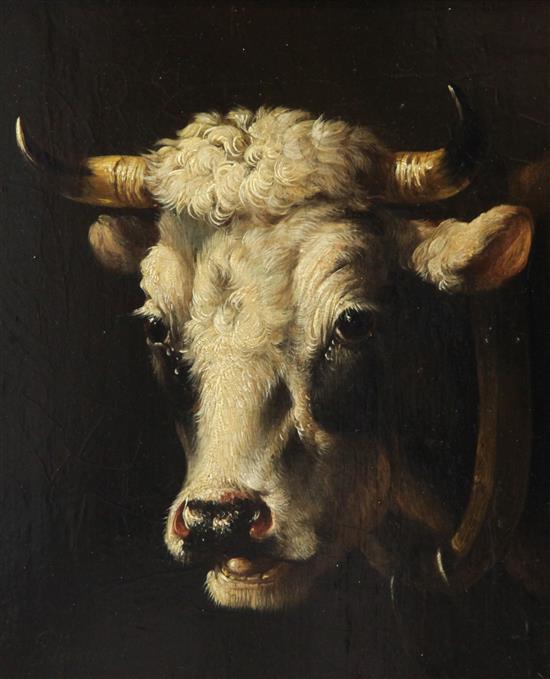 Albertus Verhoesen (1806-1881) Study of a cows head 8.5 x 7in.